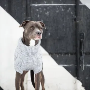 Chunky Dog Sweater